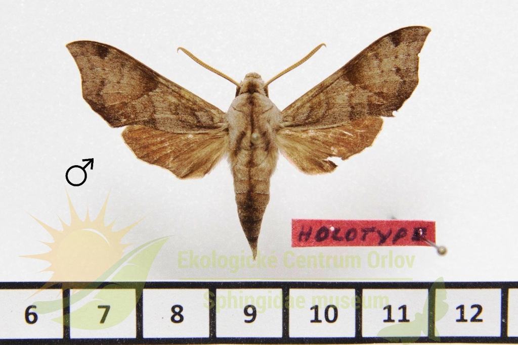 1033 Temnora subapicalis hayesi