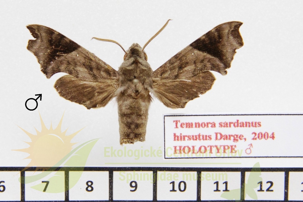 1036 Temnora sardanus hirsutus