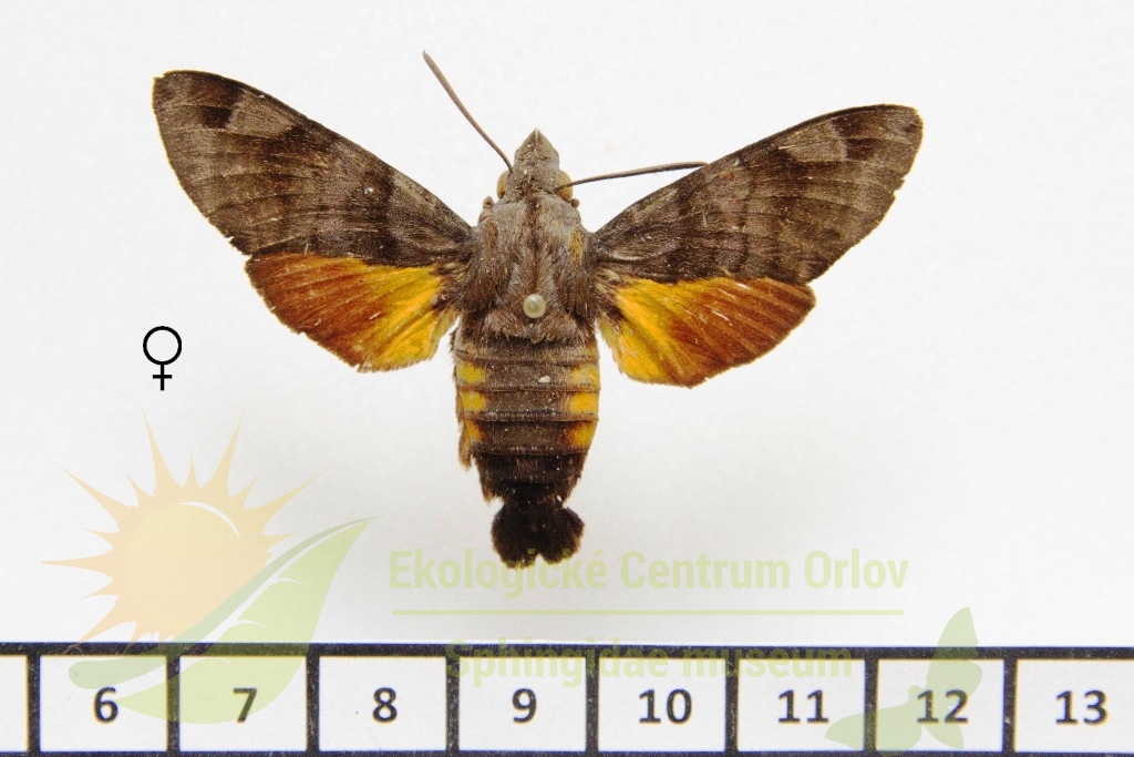 1152 Macroglossum milvus 