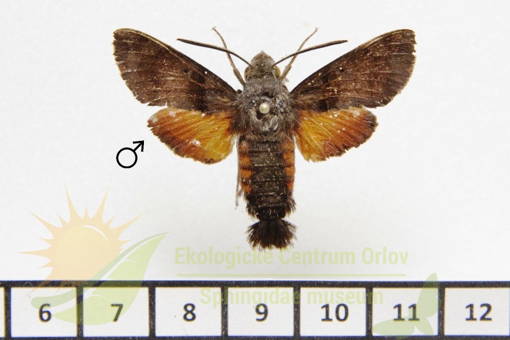 1153 Macroglossum soror 