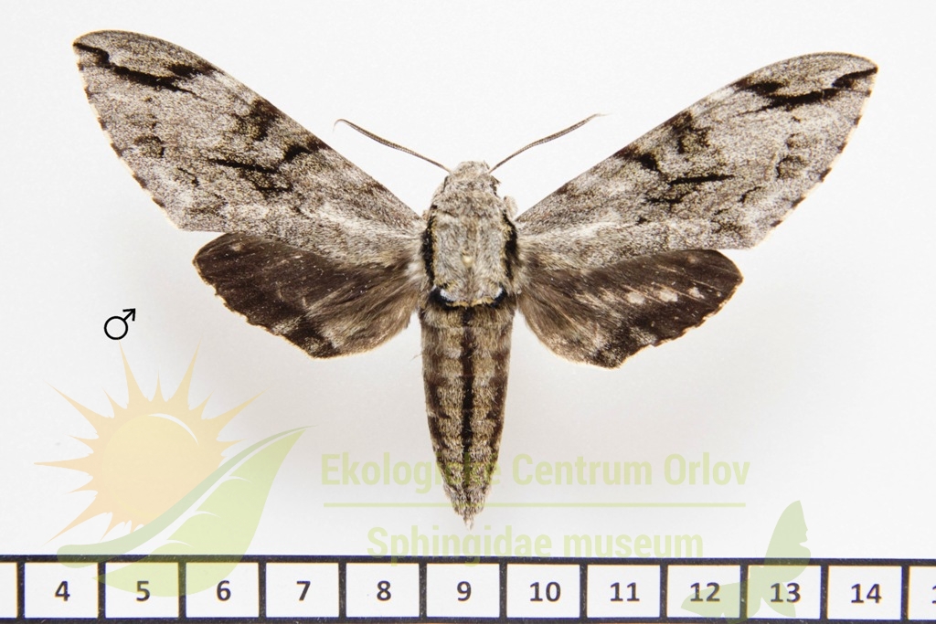 1155 Psilogramma japonica 