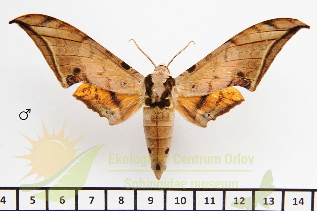 1159 Ambulyx sericeipennis luzoni