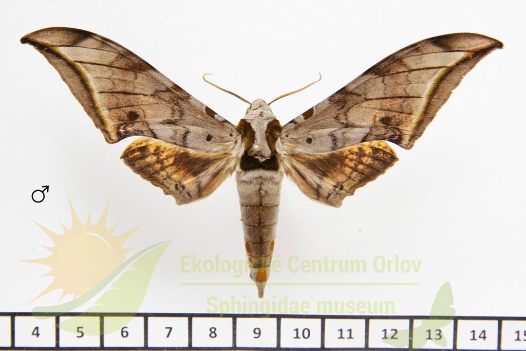 1160 Ambulyx sericeipennis javanica