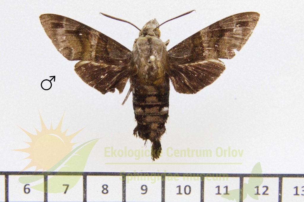 1181 Macroglossum buruensis 