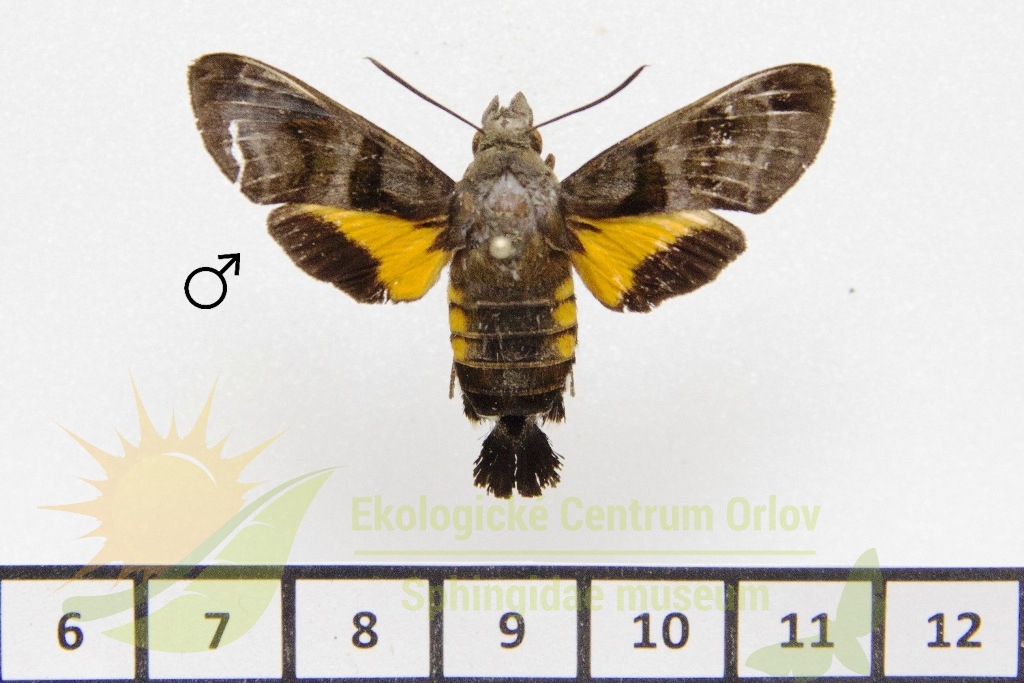 1214 Macroglossum ungues 