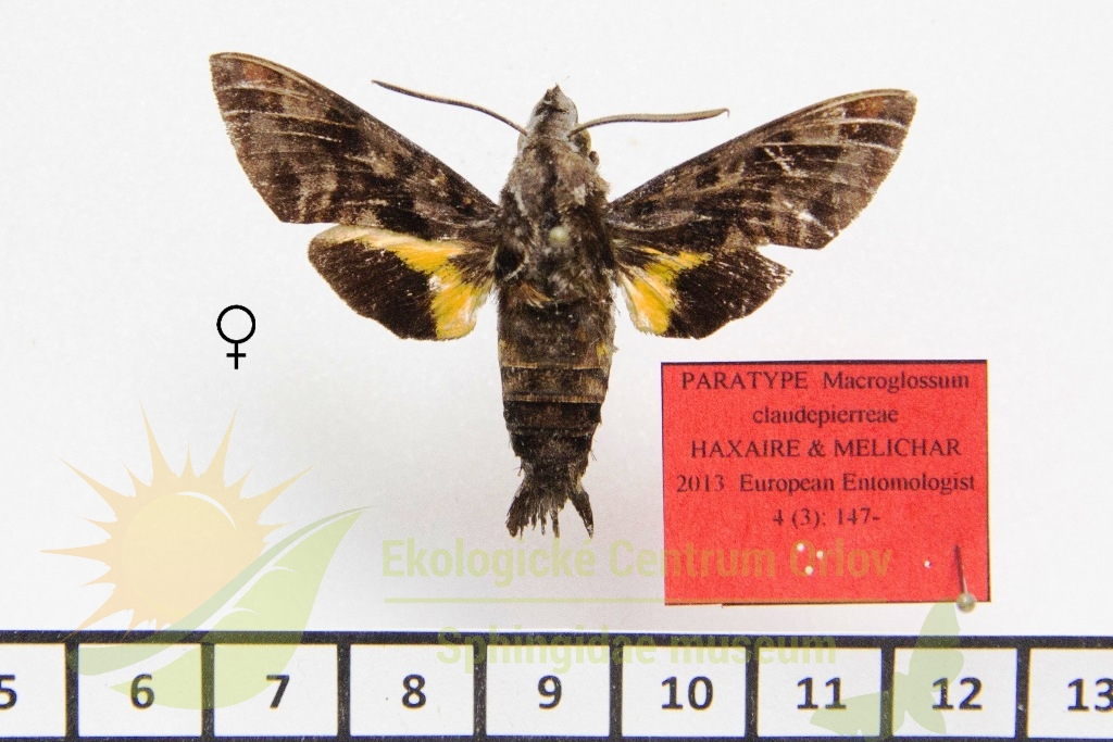 1215 Macroglossum claudepierreae 