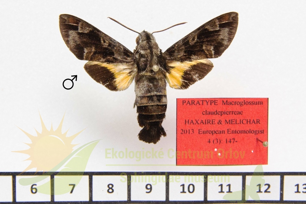 1216 Macroglossum claudepierreae 