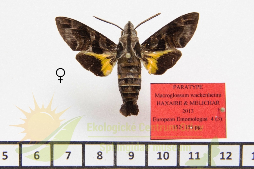 1217 Macroglossum wackenheimi 