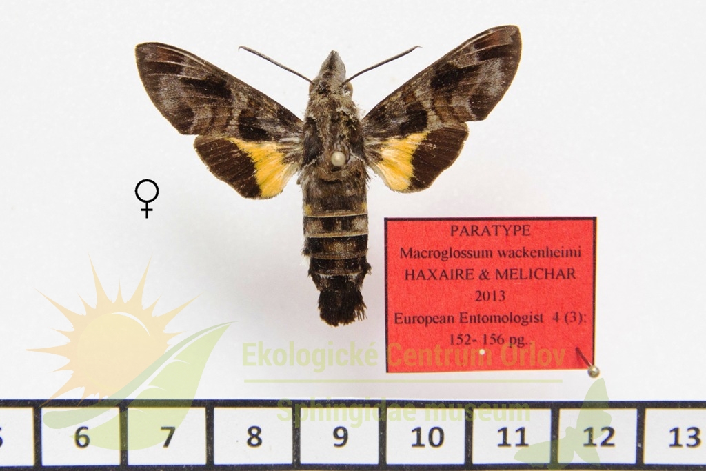 1218 Macroglossum wackenheimi 