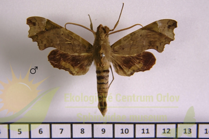 4888 Aleuron cymographum 