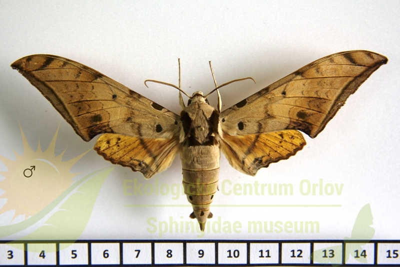 4905 Ambulyx sericeipennis 