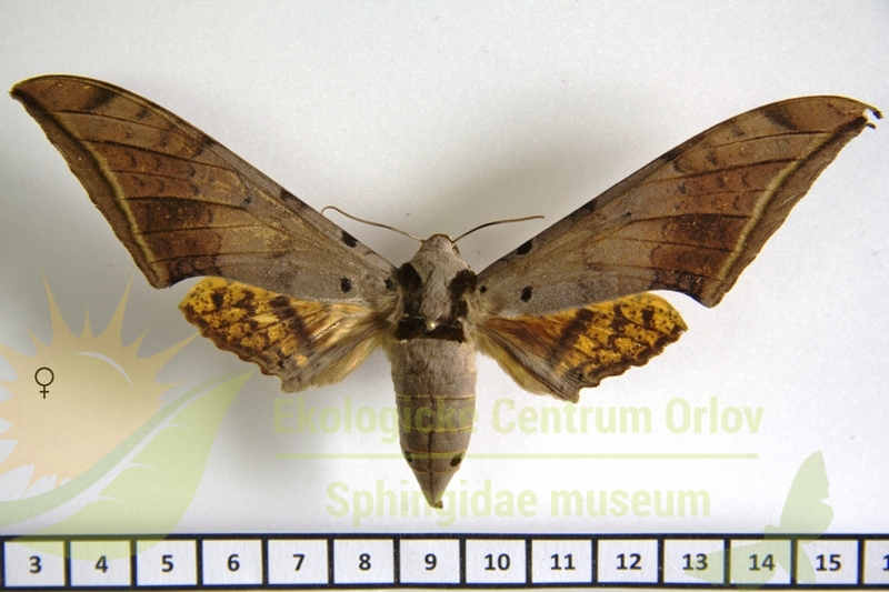 4906 Ambulyx sericeipennis 