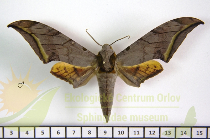 4907 Ambulyx sericeipennis joiceyi
