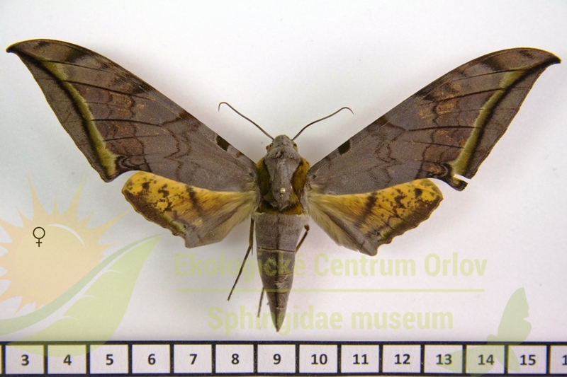 4908 Ambulyx sericeipennis joiceyi
