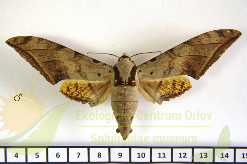 4909 Ambulyx sericeipennis okurai