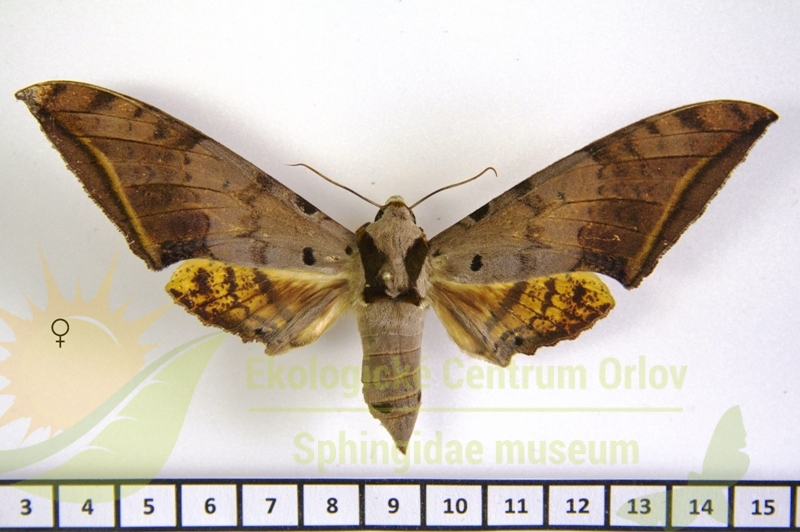 4910 Ambulyx sericeipennis okurai