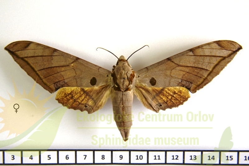 4942 Ambulyx liturata 