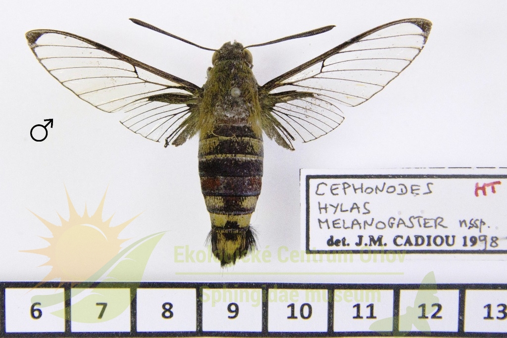 5415 Cephonodes hylas melanogaster