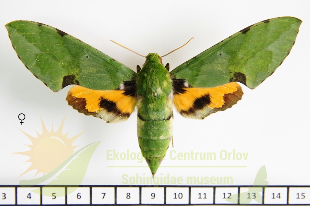 5798 Euchloron megaera 