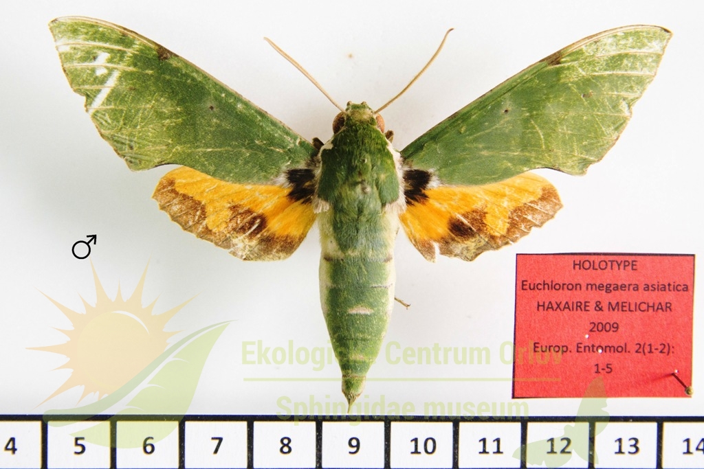 5800 Euchloron megaera asiatica