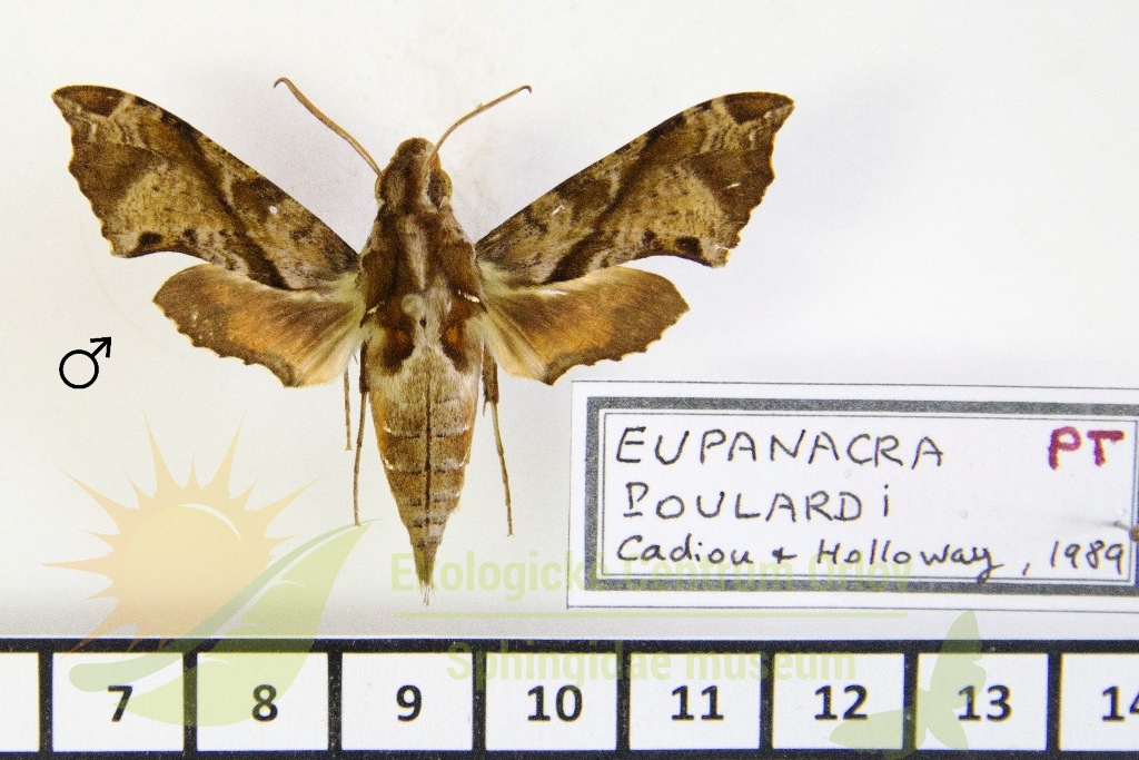 5872 Eupanacra poulardi 