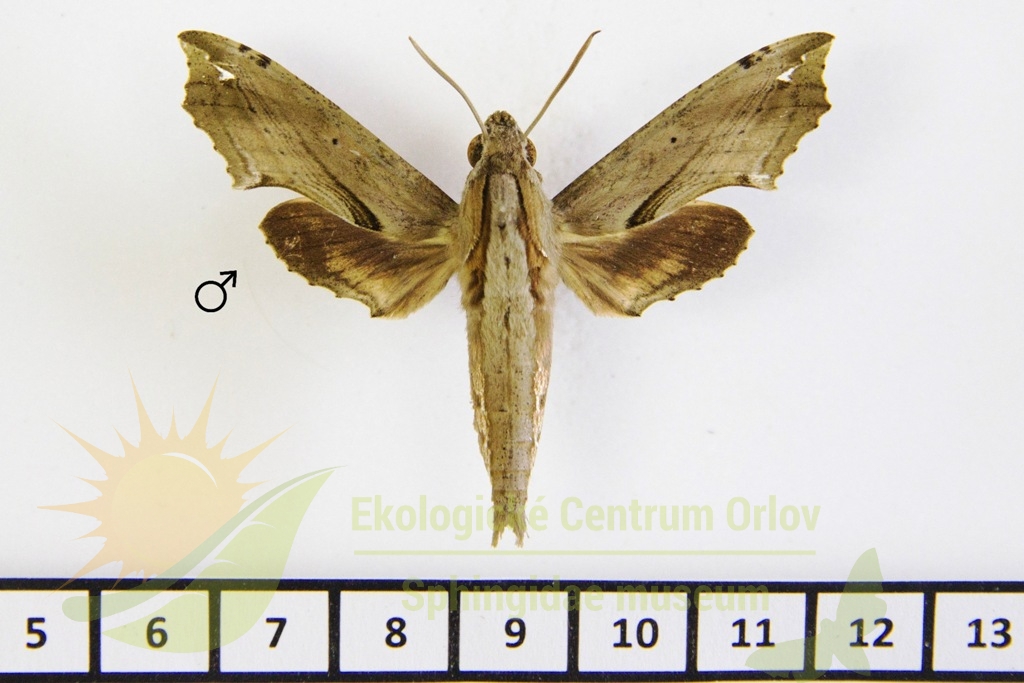 5903 Eupanacra tiridates 