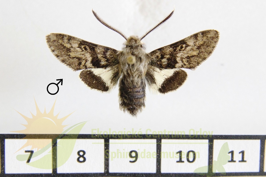 5932 Euproserpinus euterpe 