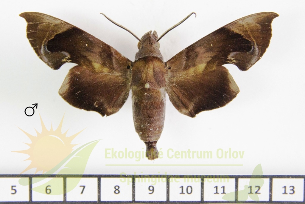 5962 Eurypteryx obtruncata 