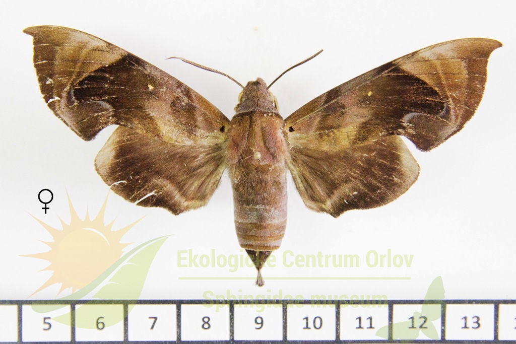 5963 Eurypteryx obtruncata 