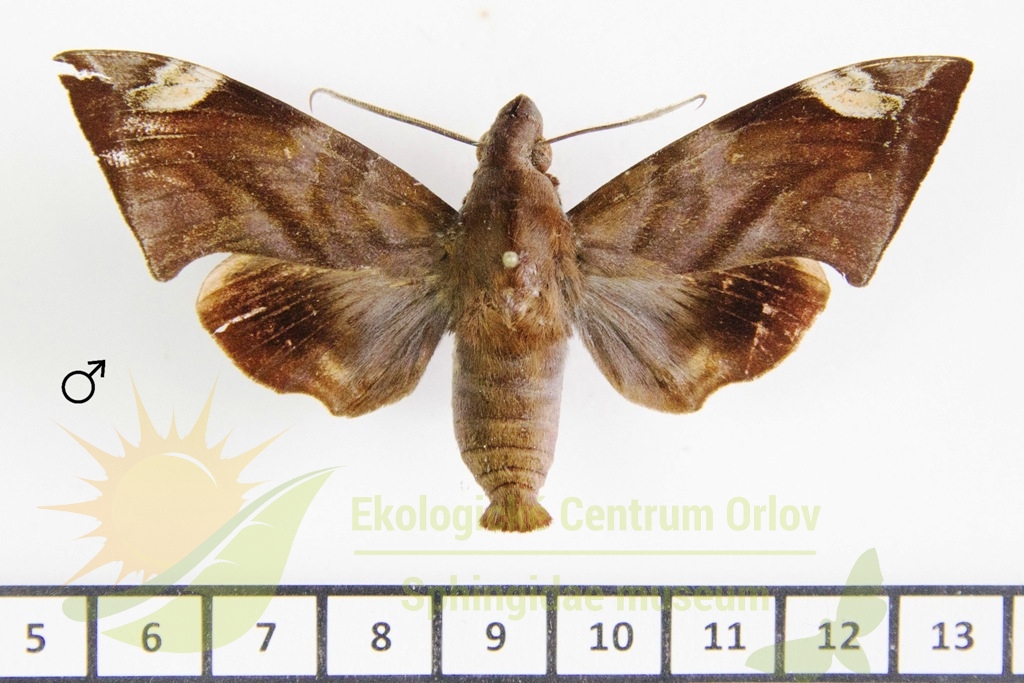 5964 Eurypteryx molucca 