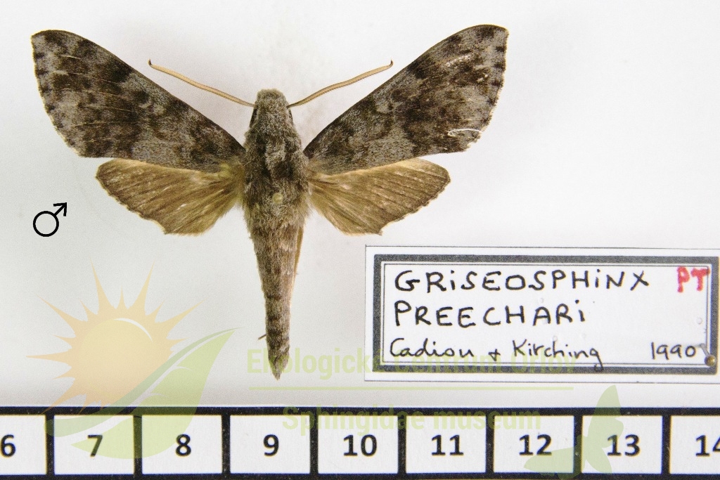 5999 Griseosphinx preechari 