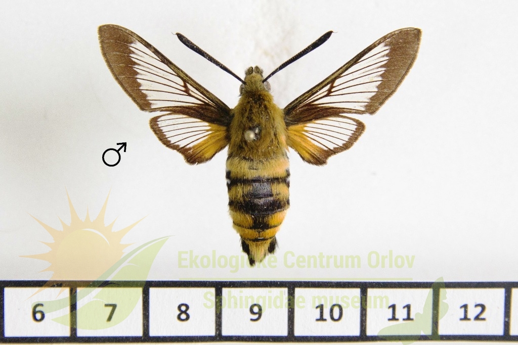 6044 Hemaris radians 