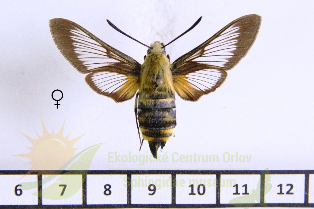 6045 Hemaris radians 