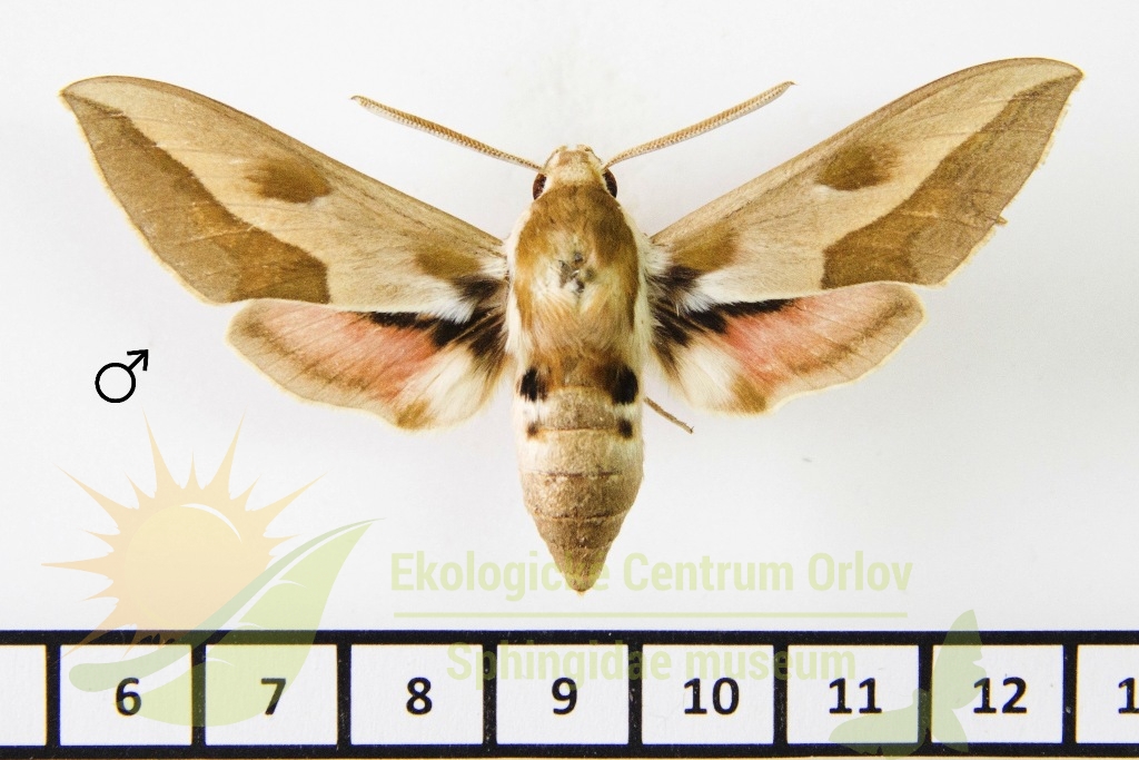 6187 Hyles centralasiae 