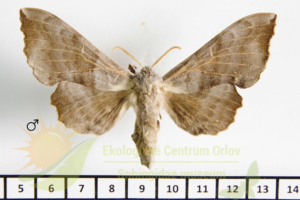 6314 Laothoe amurensis sinica