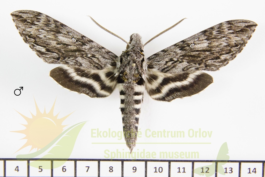 6377 Lintneria separatus 