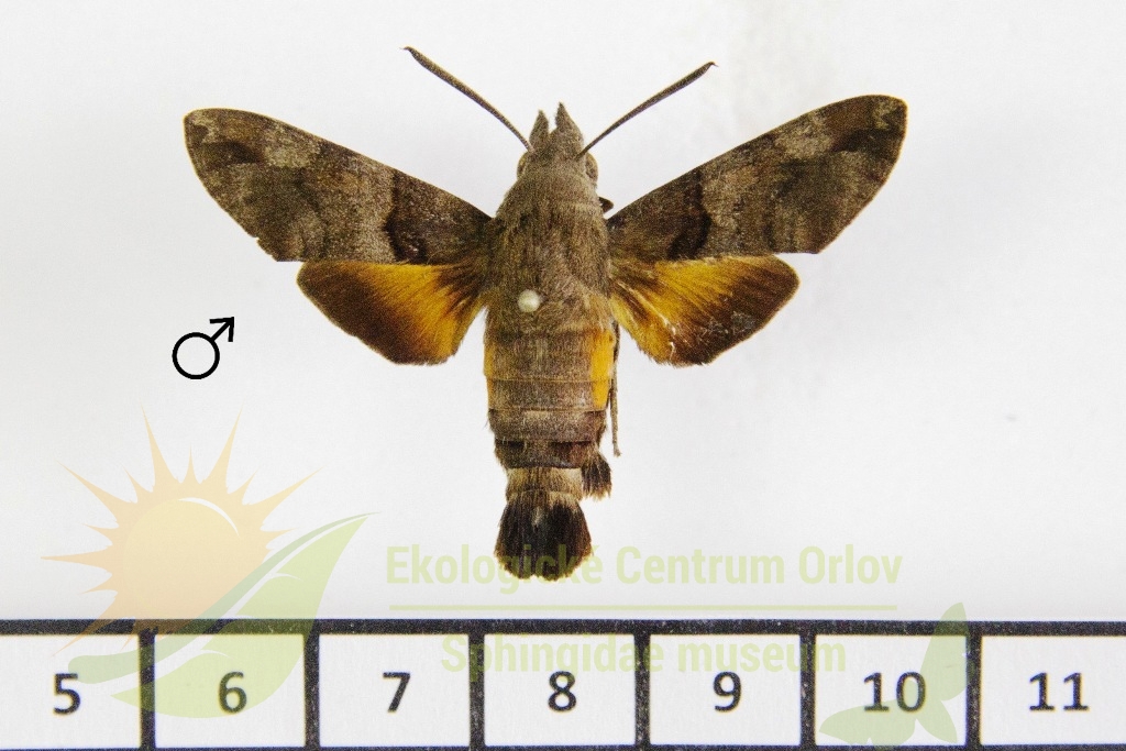 6408 Macroglossum afficita 