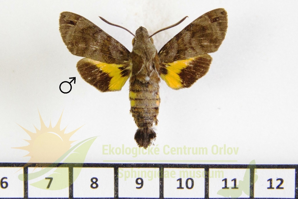 6413 Macroglossum alcedo 