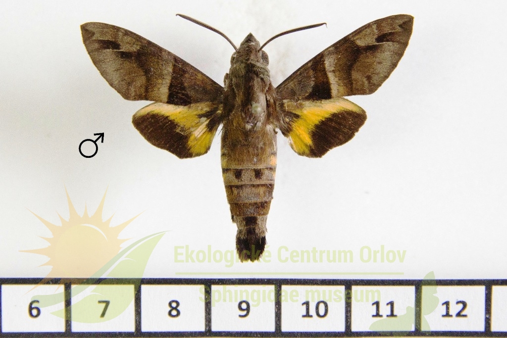 6414 Macroglossum amoenum 