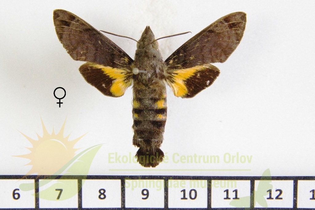 6416 Macroglossum aquila 