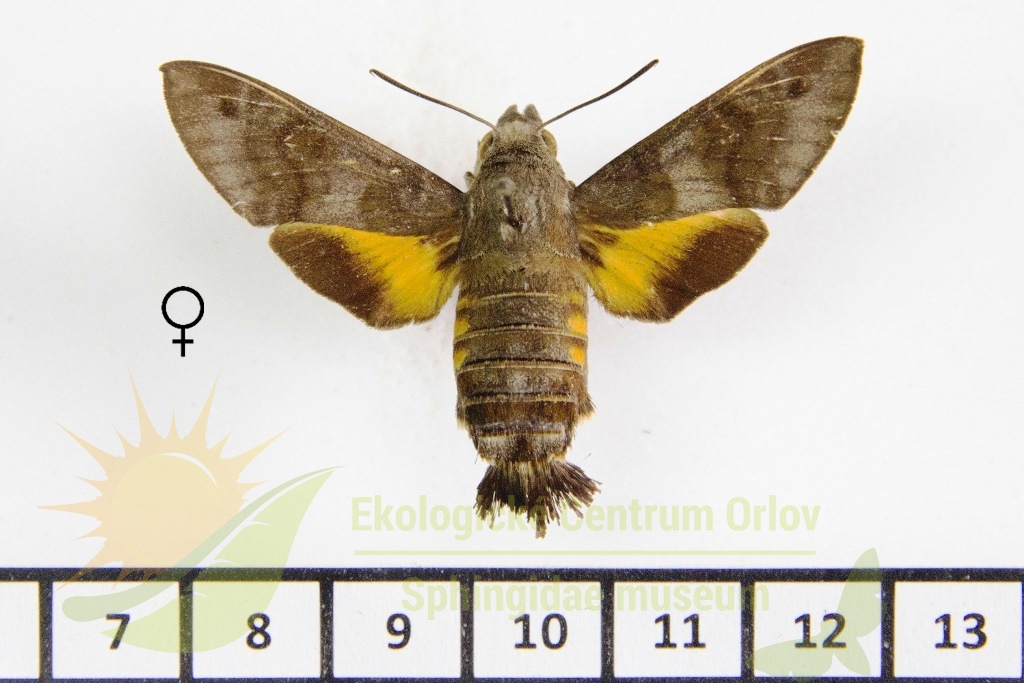 6418 Macroglossum assimilis 