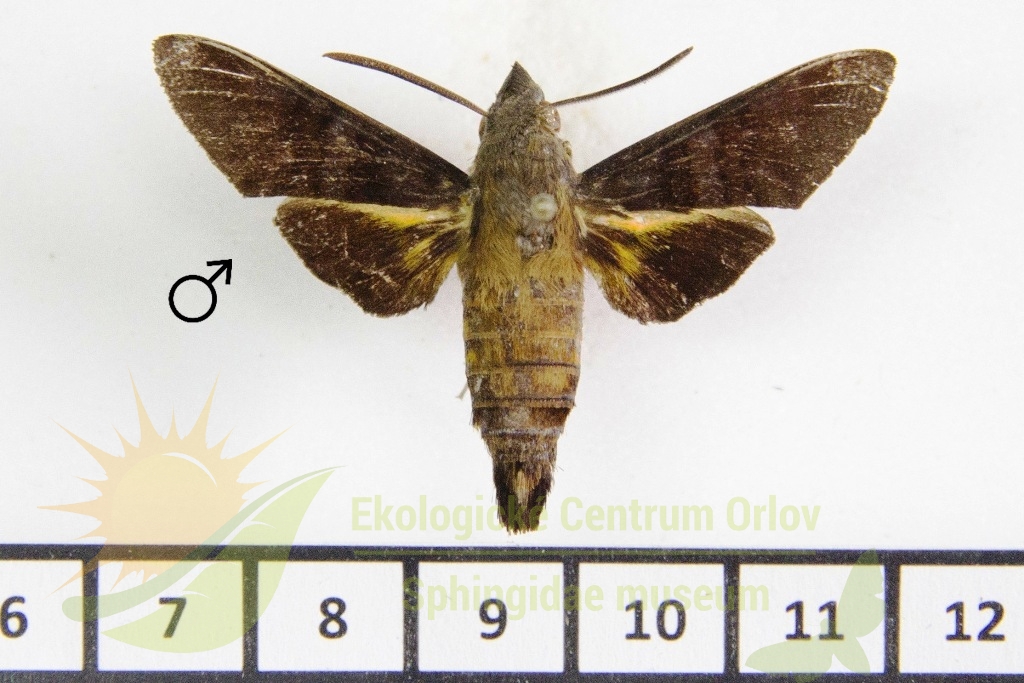 6419 Macroglossum avicula 