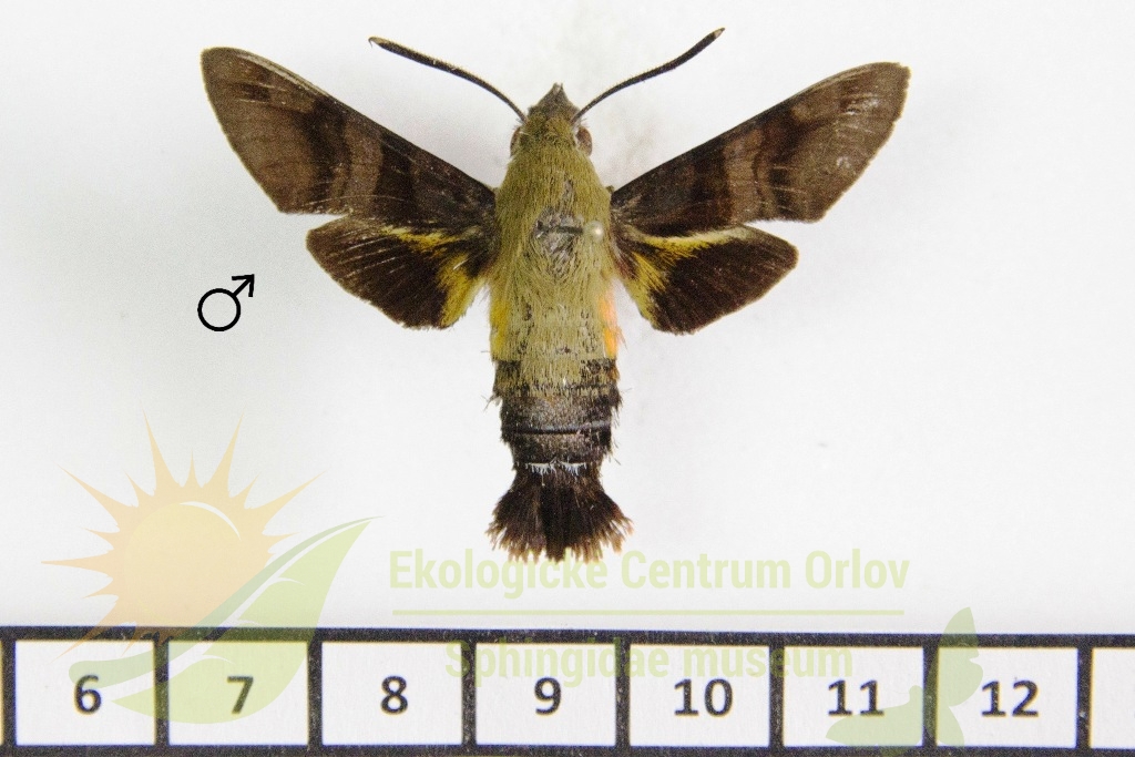 6424 Macroglossum bombylans 