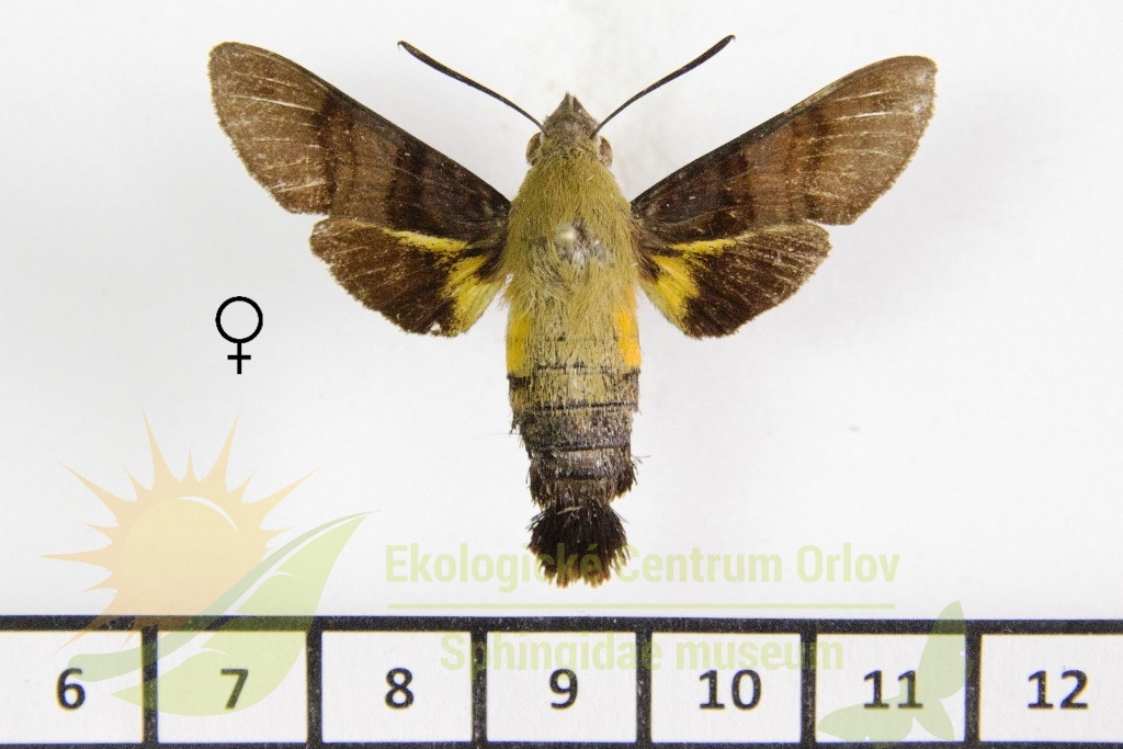 6425 Macroglossum bombylans 