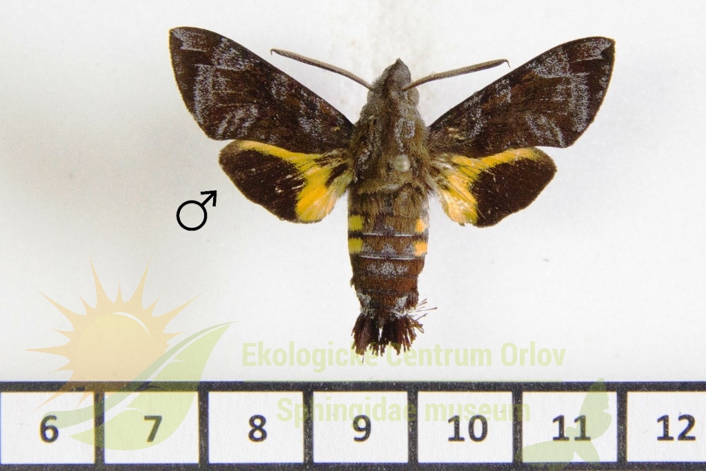 6428 Macroglossum caldum philippinense