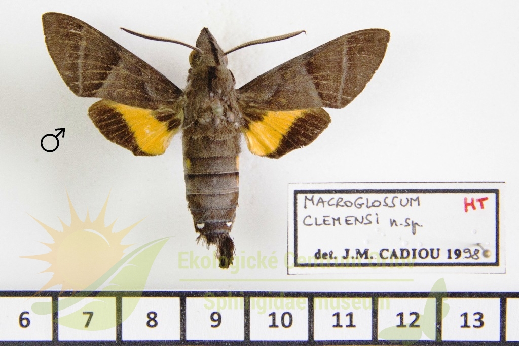 6429 Macroglossum clemensi 