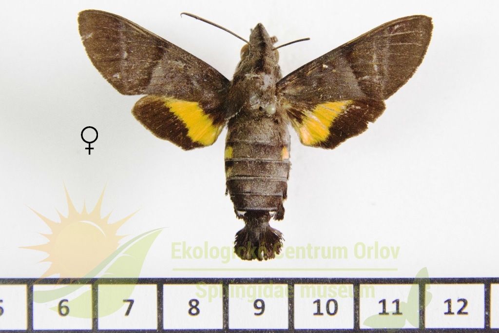 6430 Macroglossum clemensi 