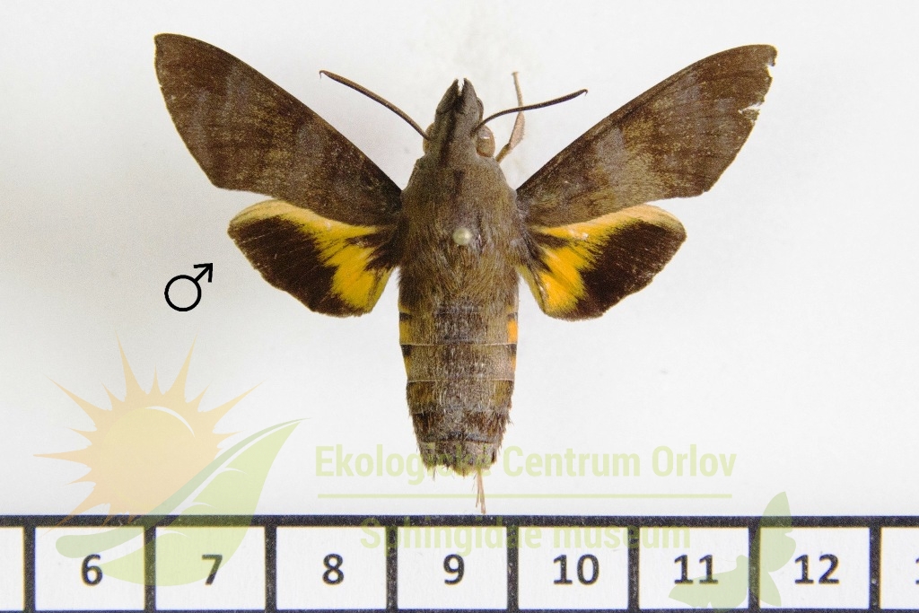 6431 Macroglossum corythus 