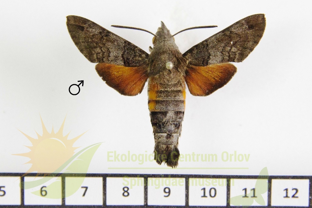 6451 Macroglossum gyrans 