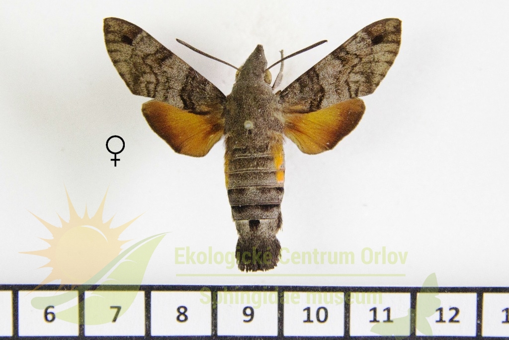 6452 Macroglossum gyrans 